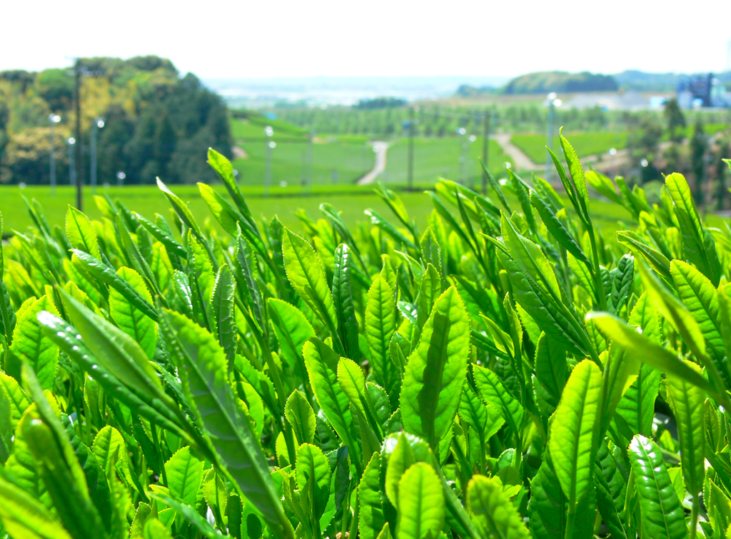 How did tea leaves and tea cultivars originate?