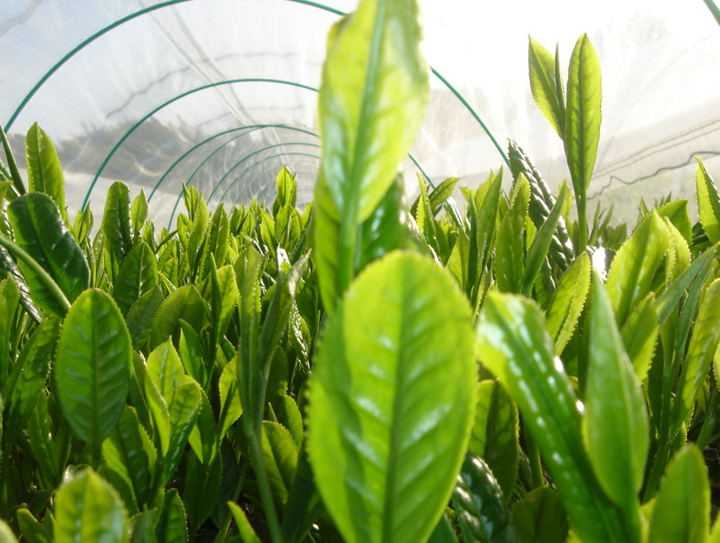 Japanese tea is great taste and good for health