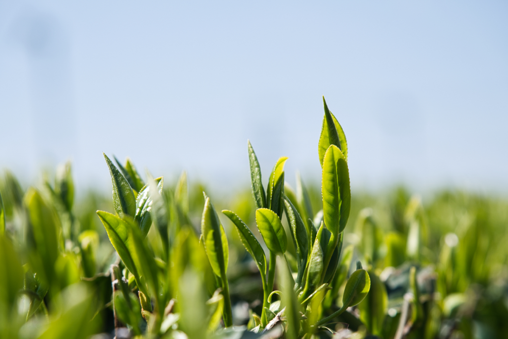 Growing Japanese Green Tea