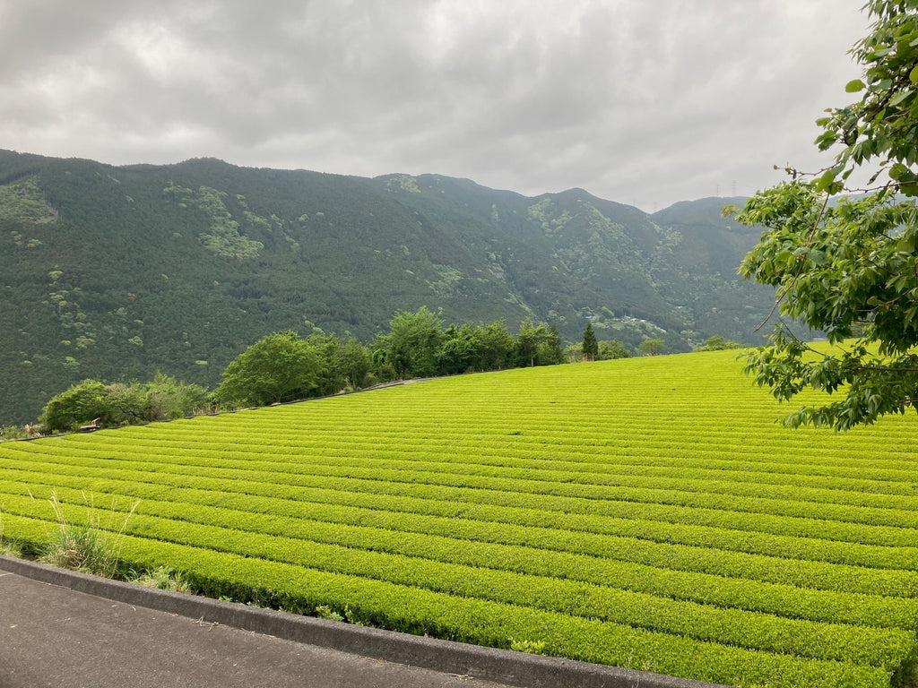 Exploring the Different Grades of Matcha: Which One Is Right for You?