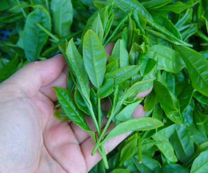 Japanese Tea Production & Process