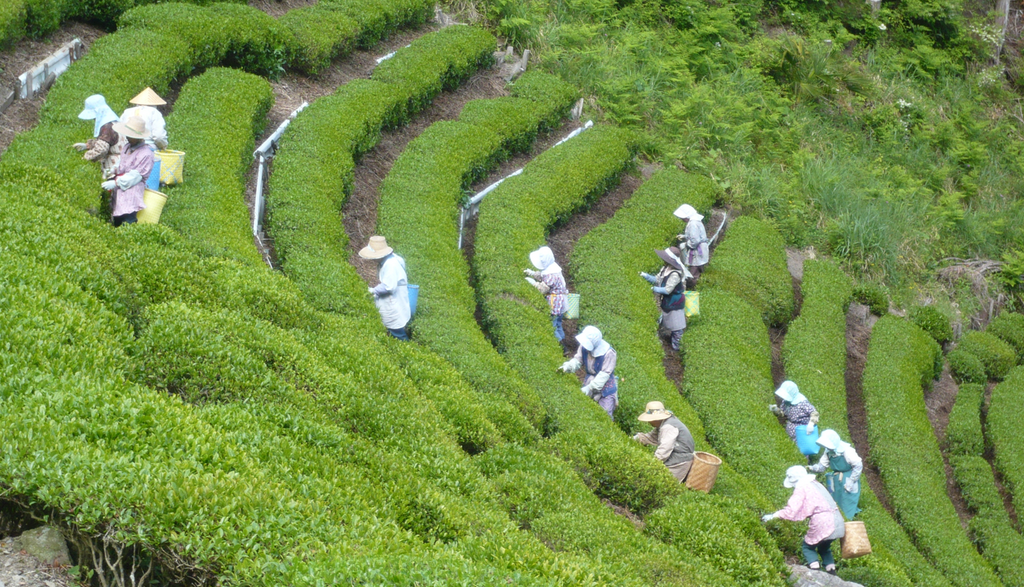 Harvesting Japanese Green Tea