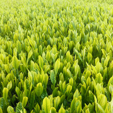 Collections – Osada Tea Japan